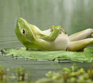dreamy frog